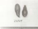 Click for 1 image(s) for this accession. FRUIT